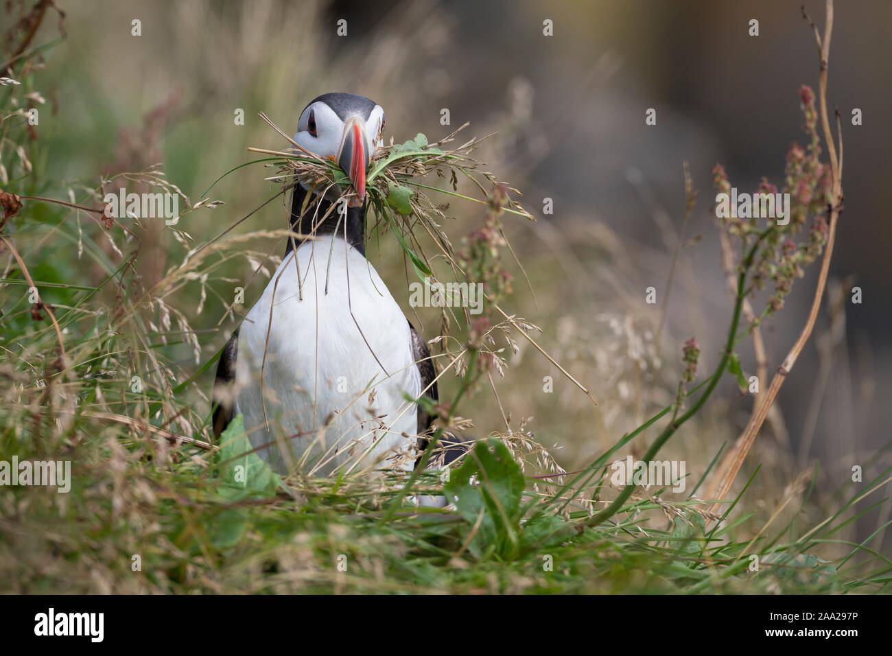 Papageitaucher, Papageientaucher, Papagei-Taucher, Fratercula arctica, Papageitaucher, Papageientaucher, gemeinsame Papageitaucher, Le Macareux Moine, Vogelfels, Vogelfels Stockfoto