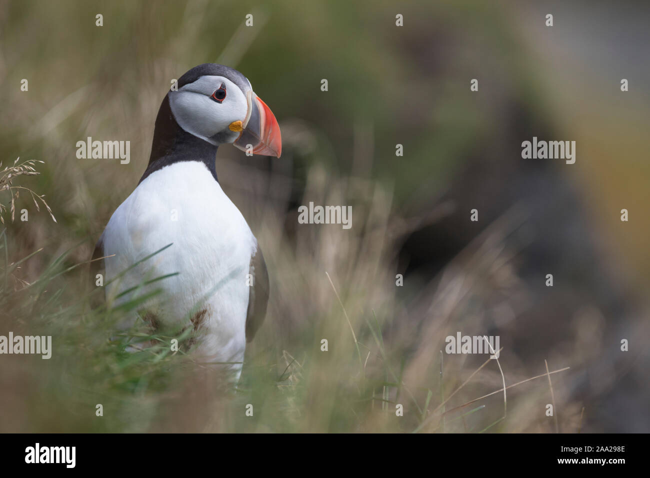 Papageitaucher, Papageientaucher, Papagei-Taucher, Fratercula arctica, Papageitaucher, Papageientaucher, gemeinsame Papageitaucher, Le Macareux Moine, Vogelfels, Vogelfels Stockfoto