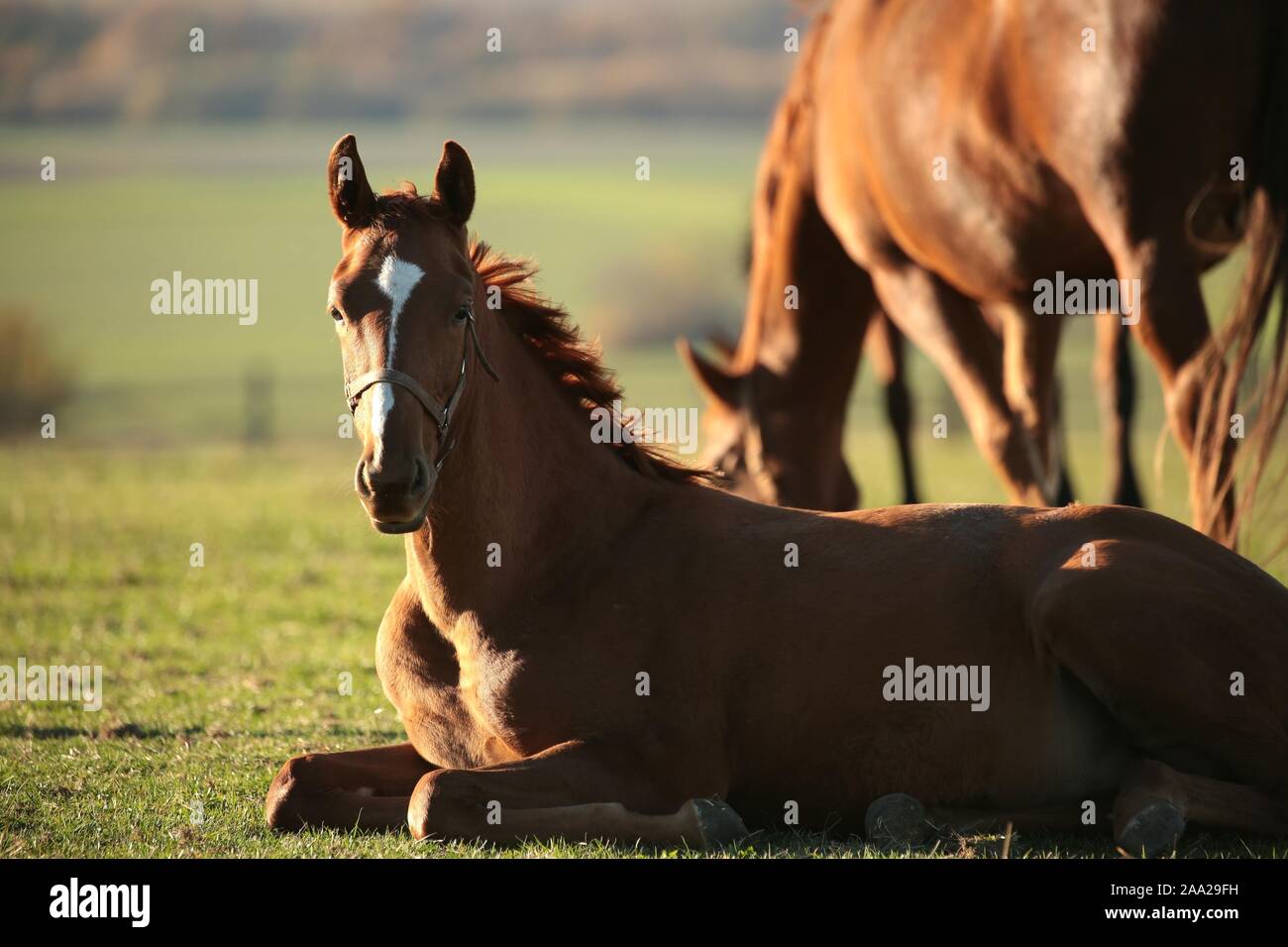 Junges Pferd ruht in einer Weide. Stockfoto