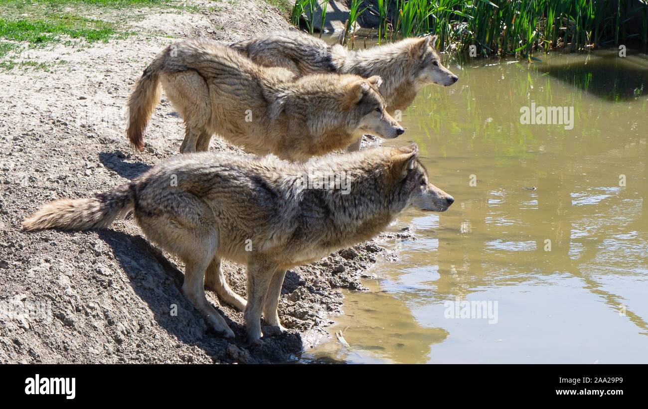 Graue Wölfe warten auf das Essen im Nationalpark Hortobágy Ungarn Stockfoto