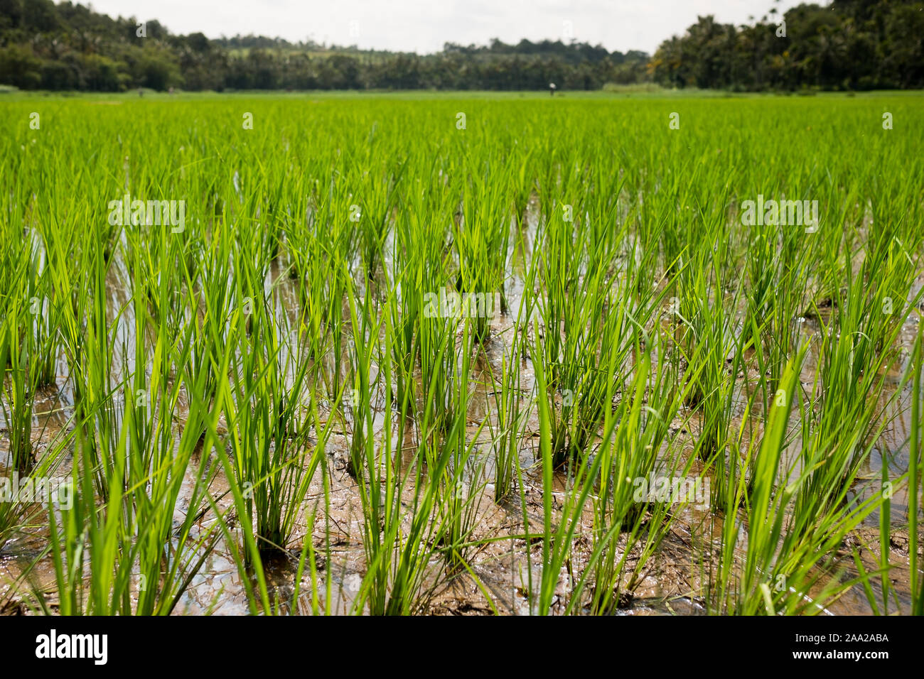 Üppig grüne Kerala gewässert Reisfeld, Nahaufnahme, mit Blick auf die umliegende Natur. Reis ist die wichtigste landwirtschaftliche Ressourcen der Region Stockfoto