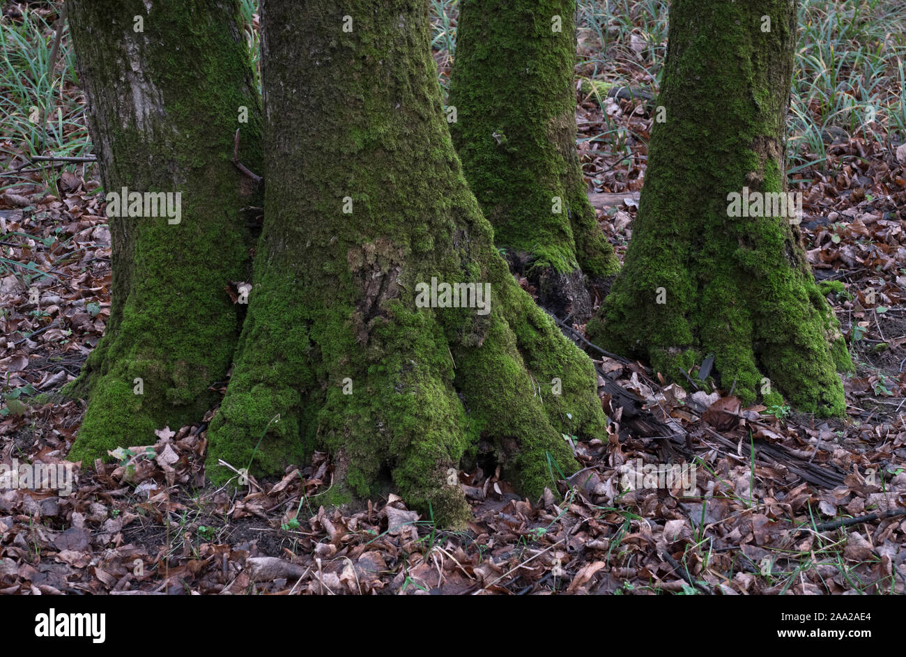 Bemoosten baum Wurzeln und Laub auf dem Boden rund um den Baum. Baumwurzeln in den Wald. Stockfoto