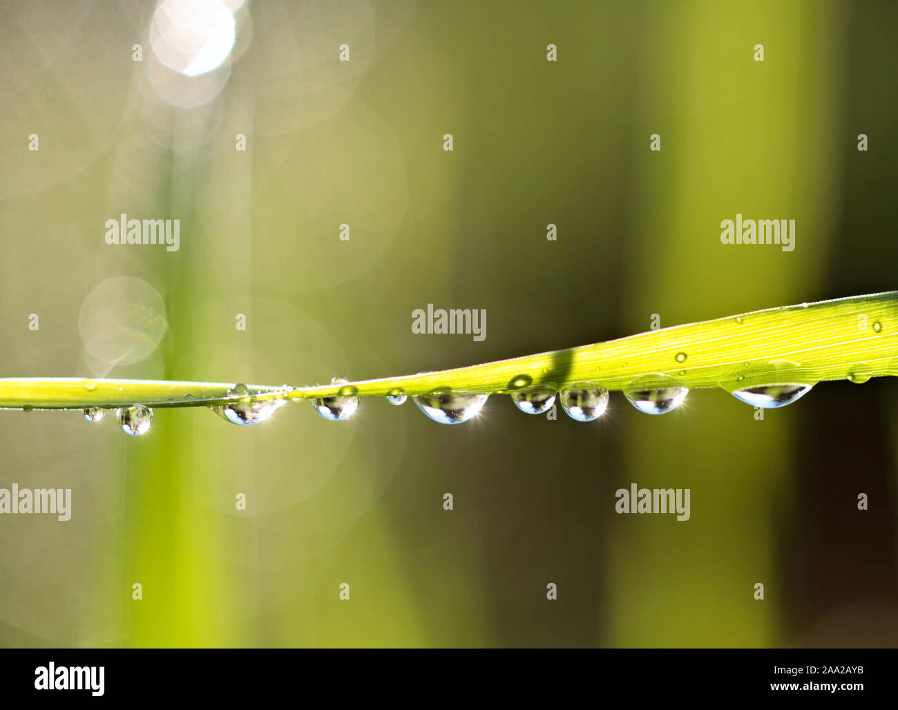 Wassertropfen im Heu. Sonne scheint nach einem sehr starken Regen Stockfoto