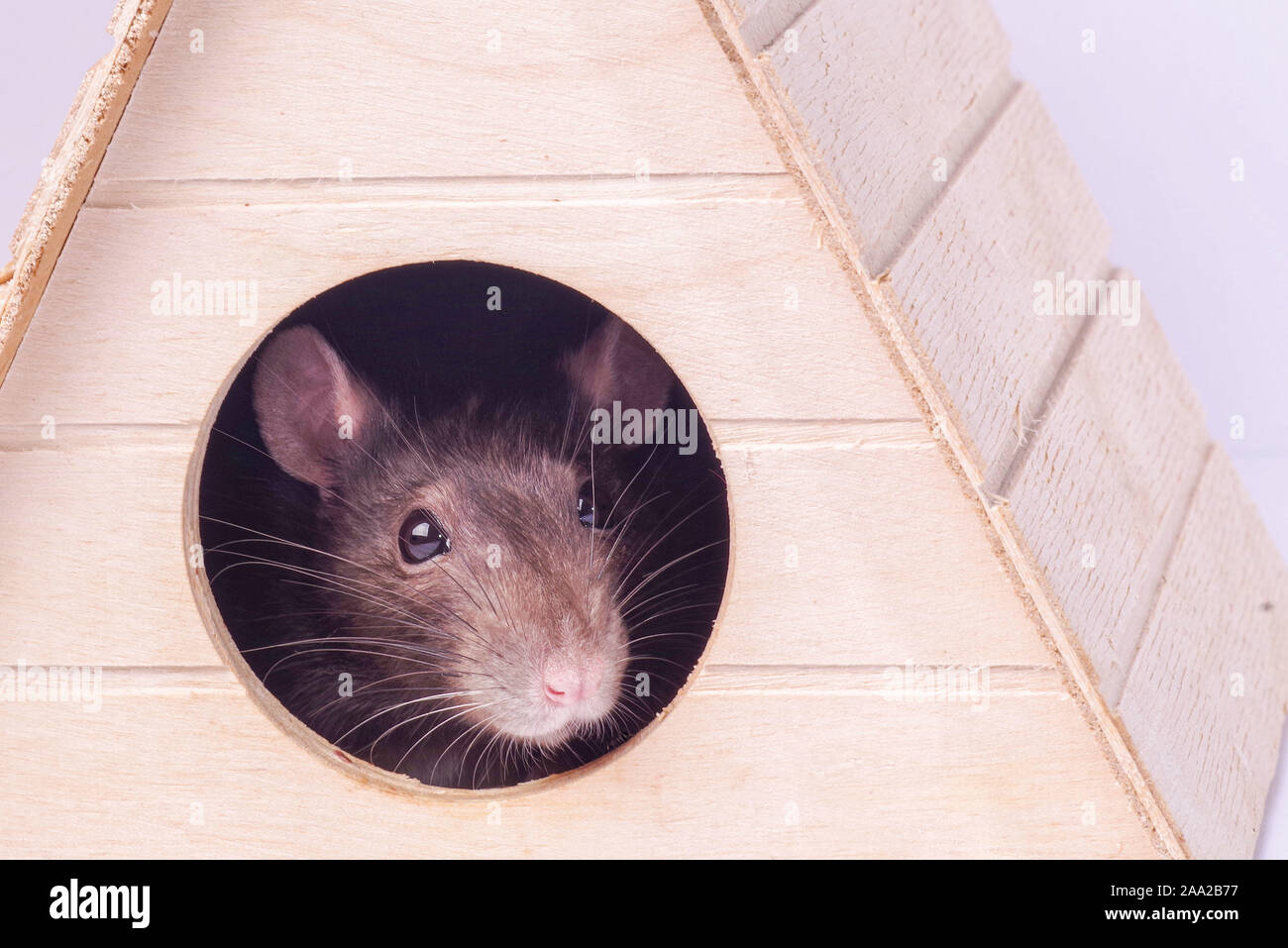 Ratte im Haus. Fang von einem grauen Ratte. Die Maus sieht in ein rundes Loch. Stockfoto