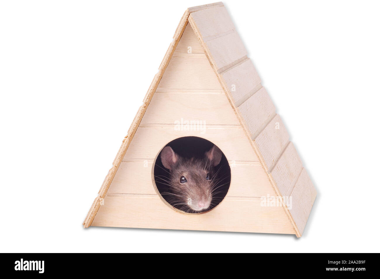 Ratte im Haus. Fang von einem grauen Ratte. Die Maus sieht in ein rundes Loch. Stockfoto