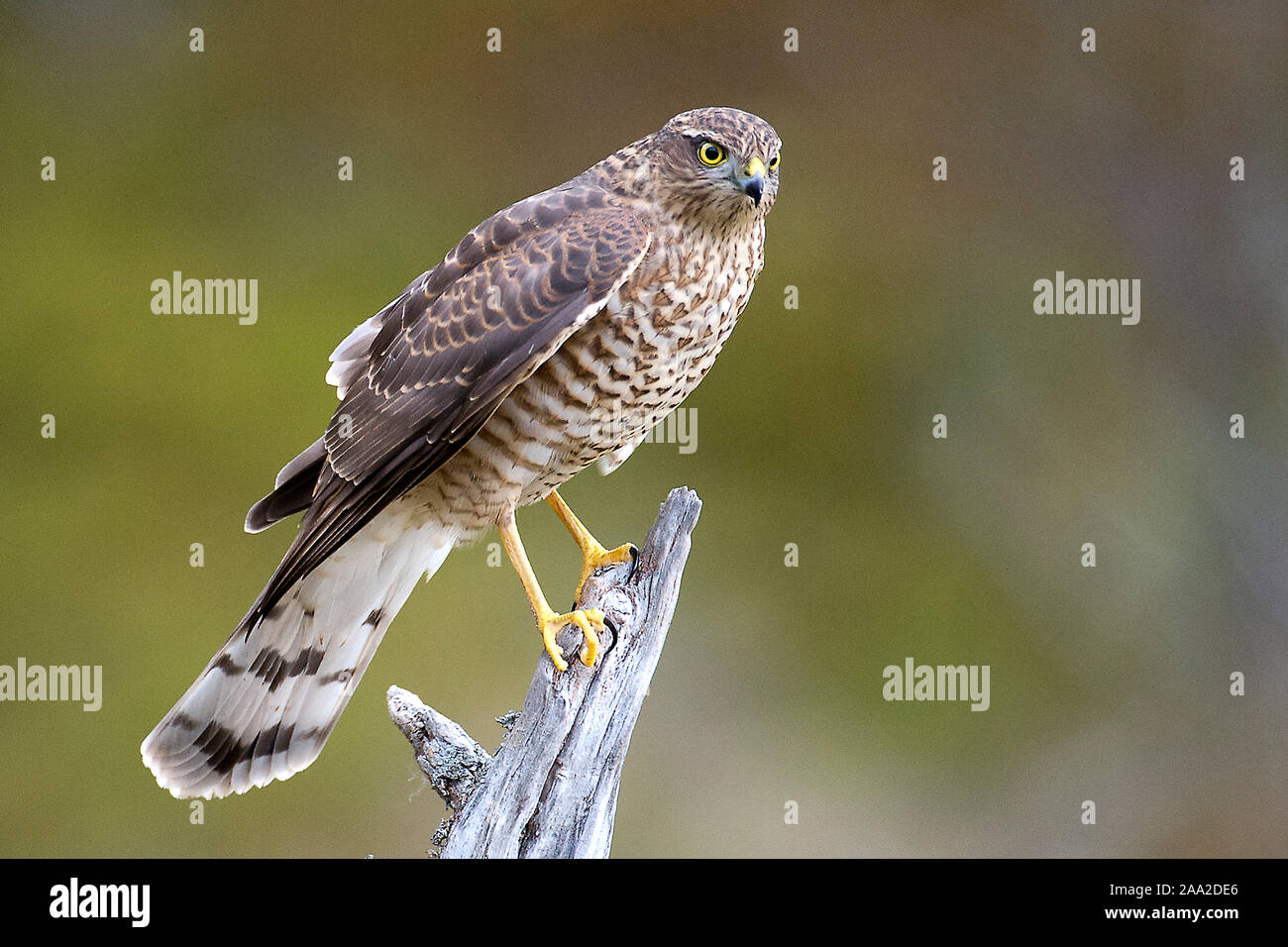 Sperber, Eurasian Sparrowhawk Accipiter Risus von Südnorwegen. Stockfoto
