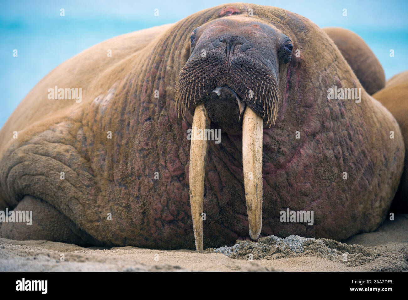 Whalrus aus Phippsøys (Teil der sieben Inseln) aus nördlichen Nordaustlandet, Svalbard. Juli 2012. Stockfoto