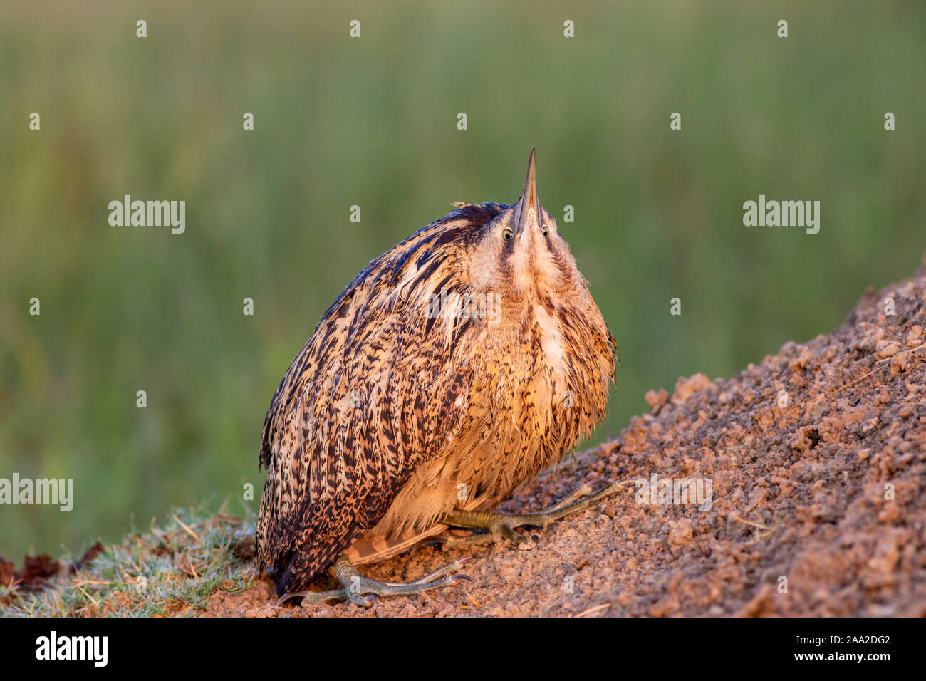 Eurasischen rohrdommel oder Große Rohrdommel oder botaurus Stellaris closeup schönen grünen Hintergrund während der Migration der Vögel an Keoladeo Nationalpark Indien Stockfoto