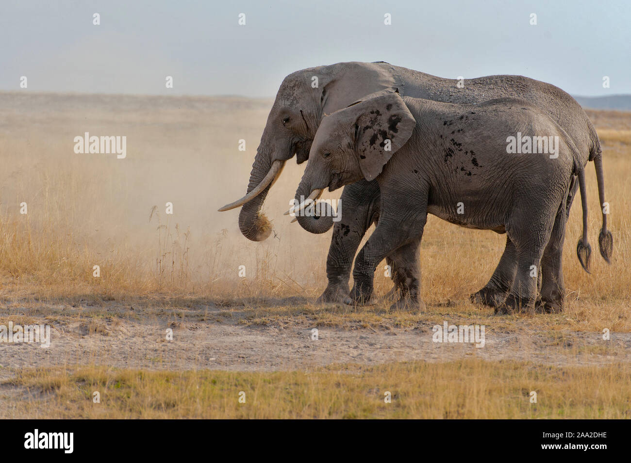 Afrikanische Elefanten im Amboseli Nationalpark, Kenia. Stockfoto