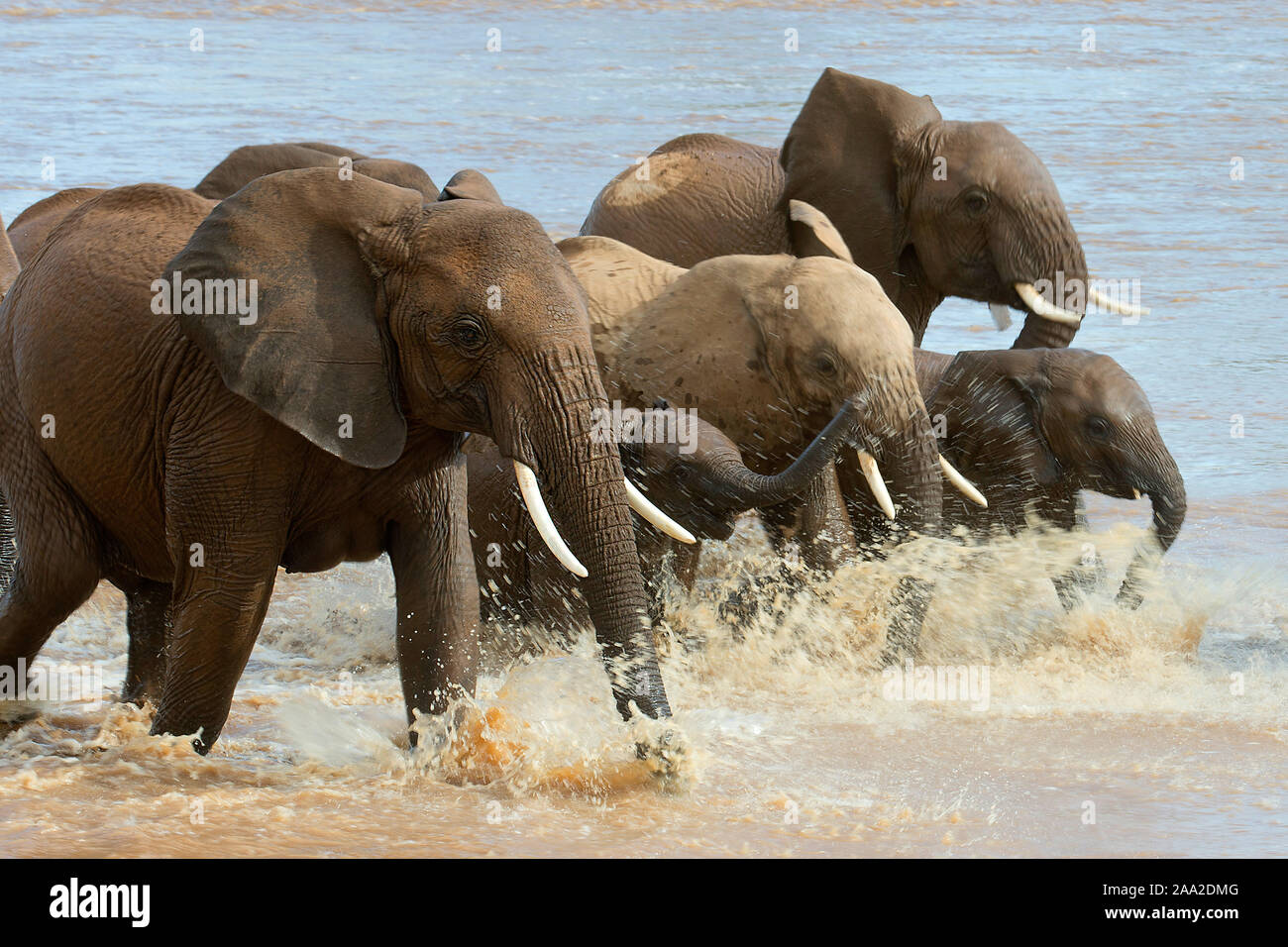 Elefanten, die Überquerung des Flusses Ewaso Ng'iro in Samburu National Reserve, Kenia. Stockfoto