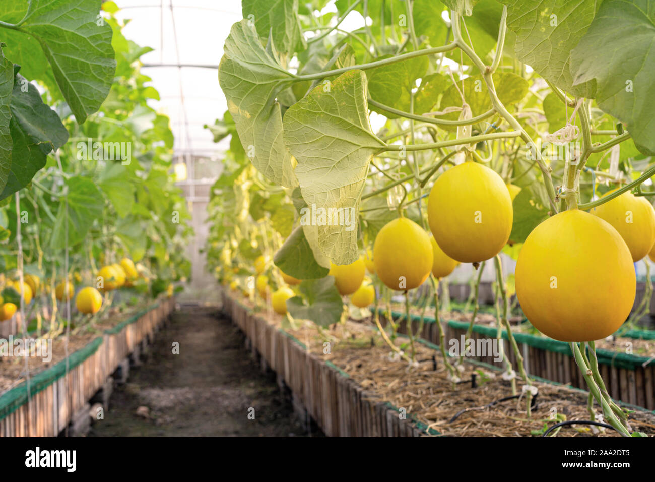 Frische Organische Gelb zuckermelone oder goldene Melone bereit zur Ernte im Gewächshaus an der Melone Farm. Landwirtschaft und Obst farm Konzept Stockfoto