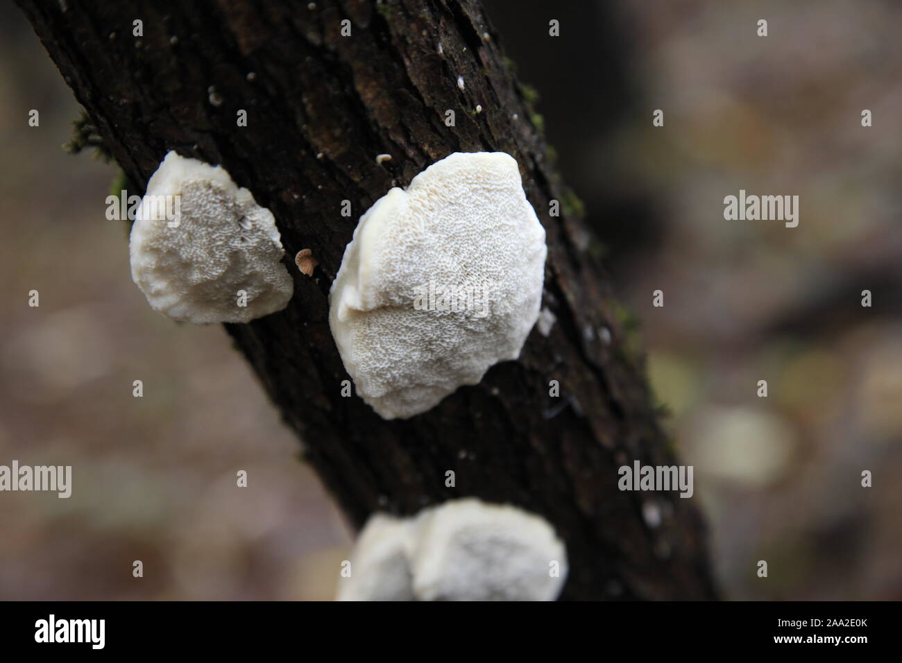 Unten (hymenofor) des weissen Pilz am Baum, Slowakei Stockfoto
