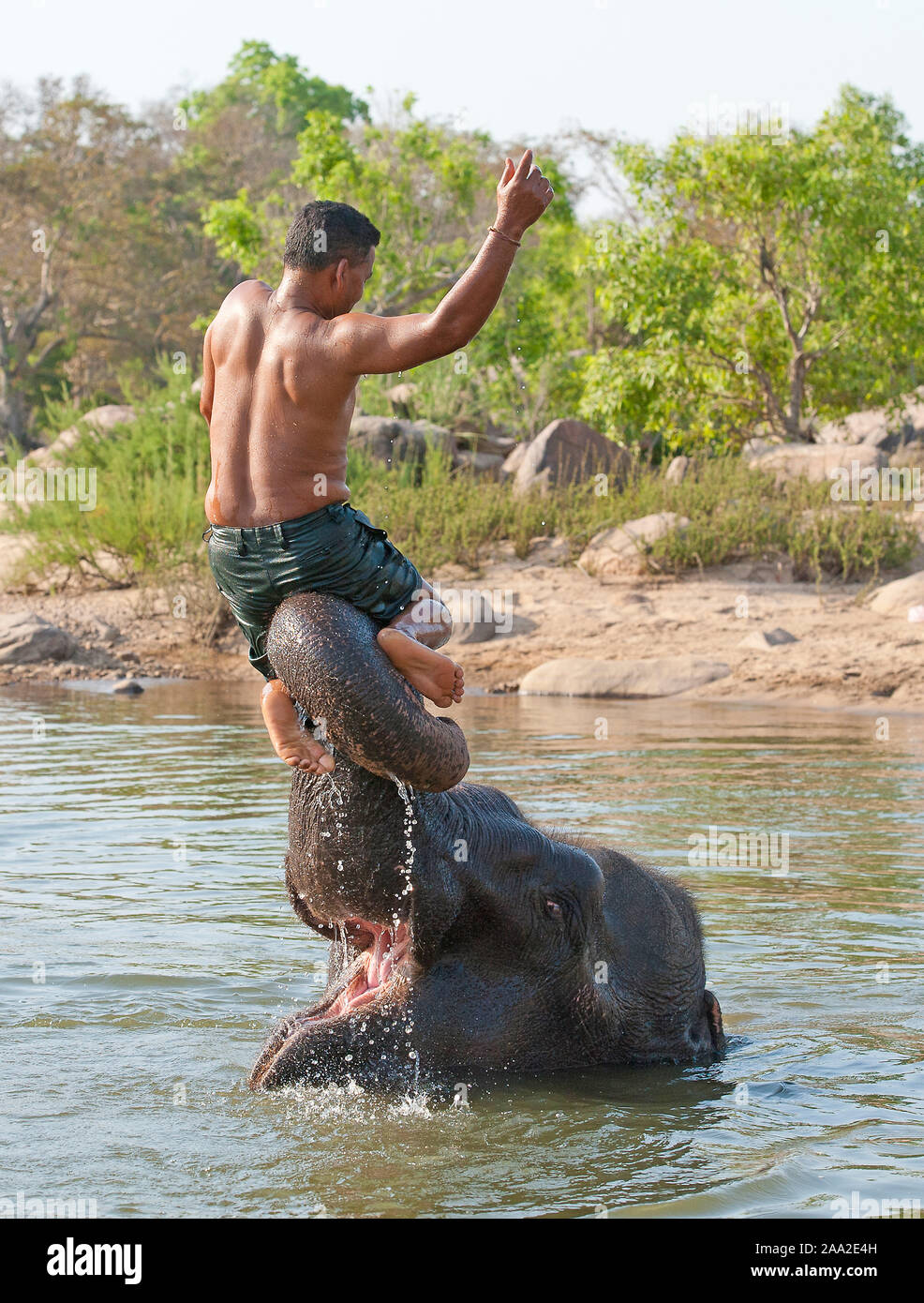 Spielen mit dem berühmten Elefanten Tara Kimpling Camp, Madhya Pradesh, Indien. Stockfoto