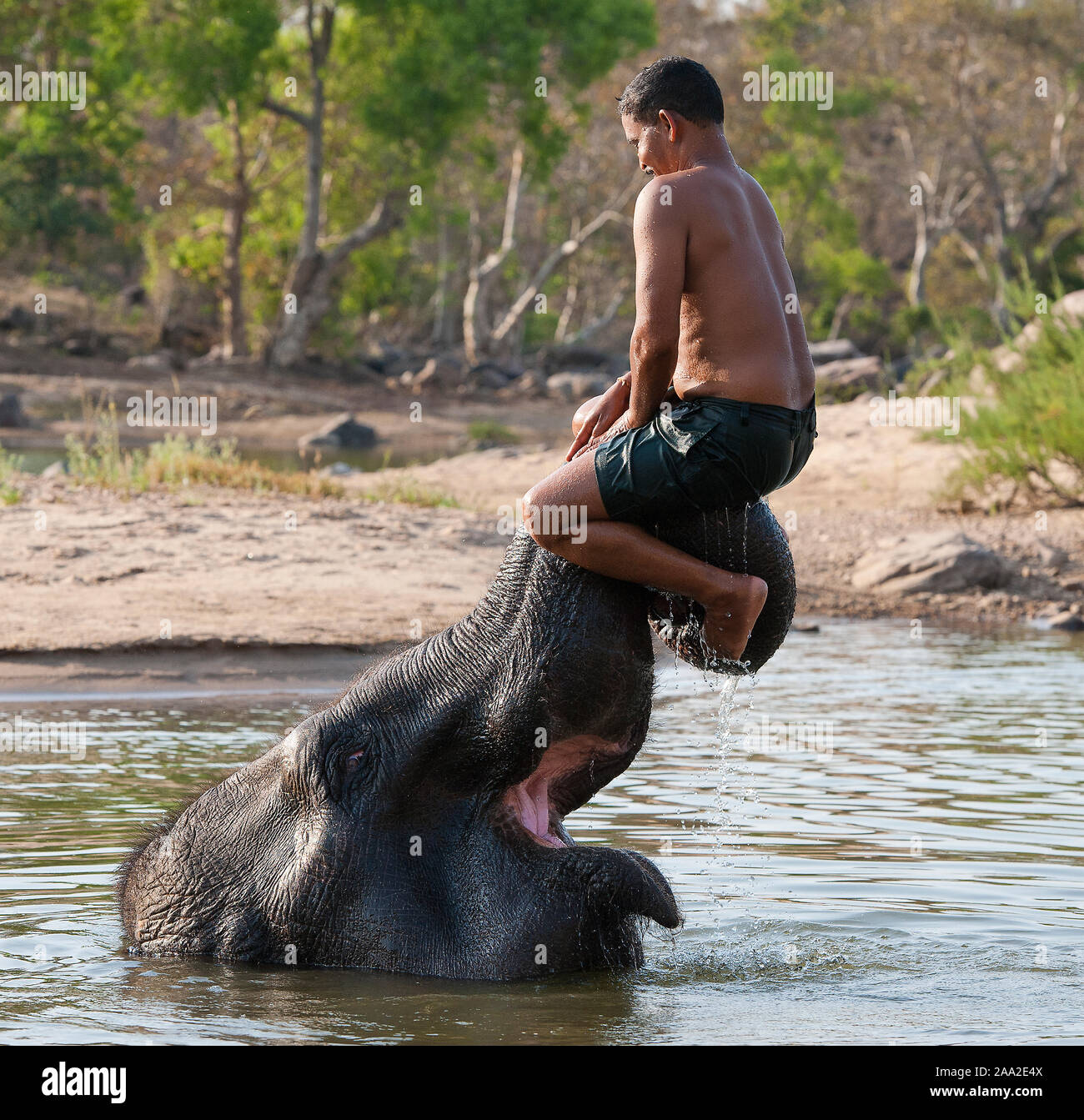 Spielen mit dem berühmten Elefanten Tara Kimpling Camp, Madhya Pradesh, Indien. Stockfoto