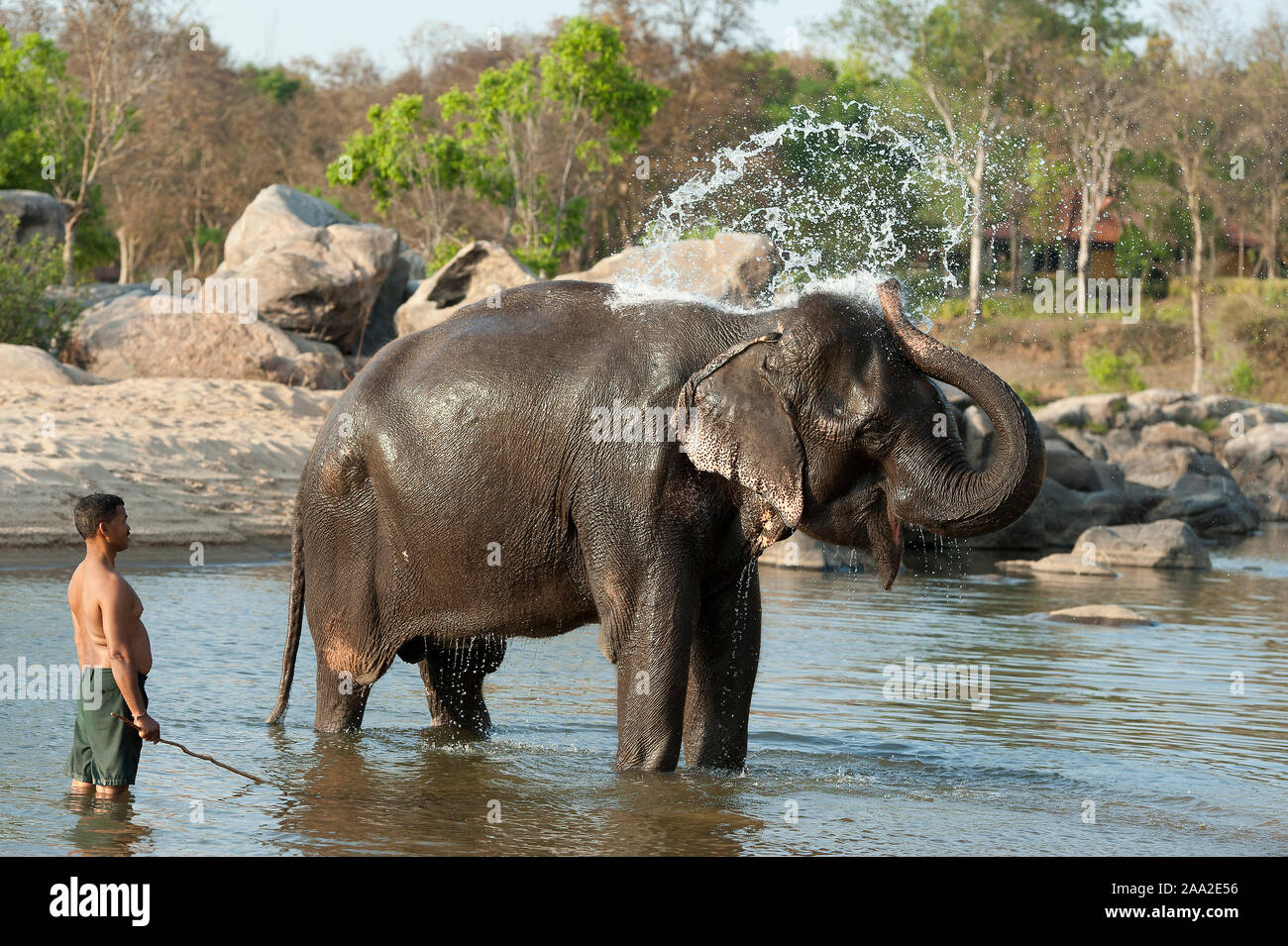 Der berühmte Elefant Tara Kimpling Camp, Madhya Pradesh, Indien. Stockfoto