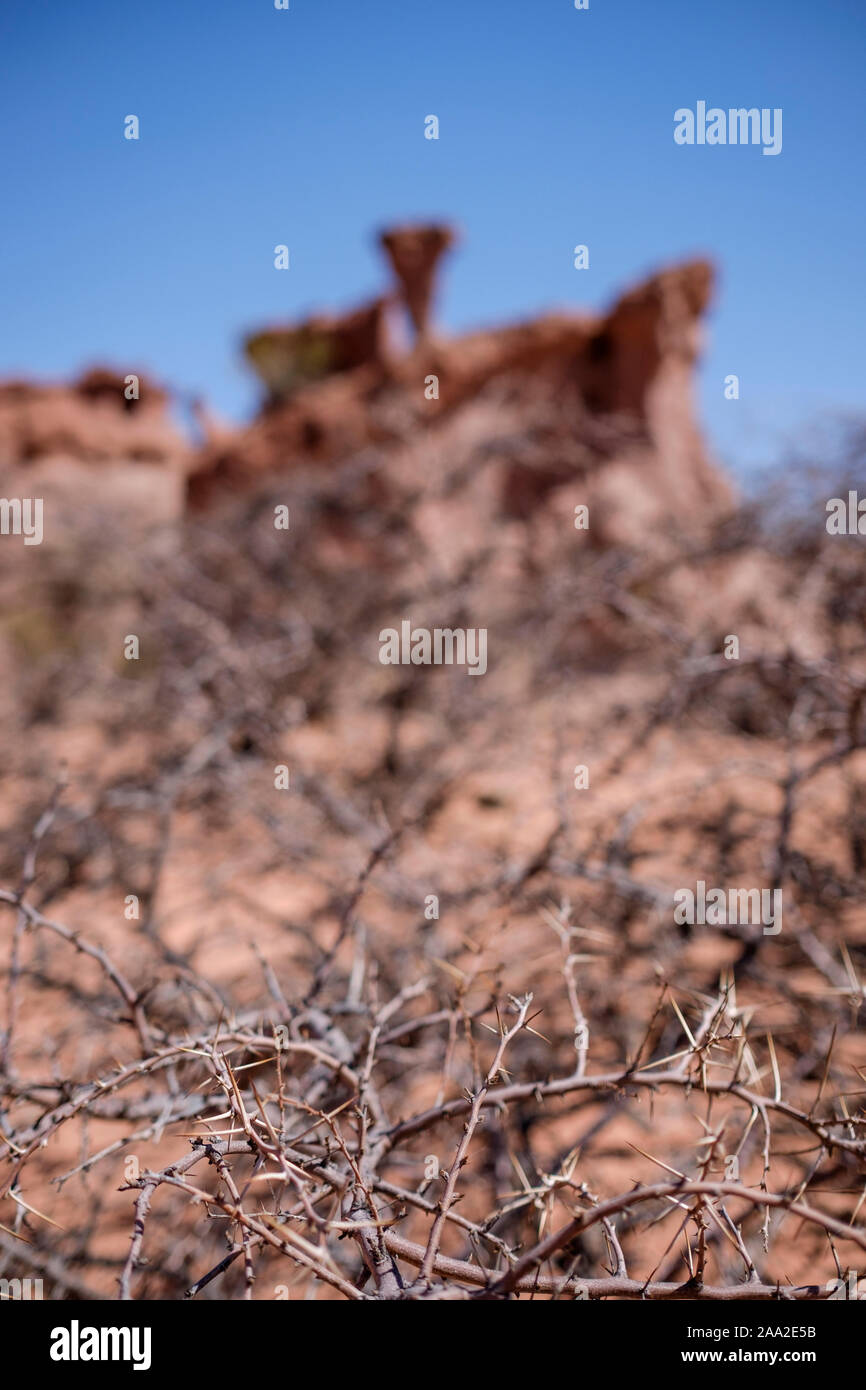 Bush Filialen auf selektiven Fokus mit einem unscharfen Hintergrund bei Los Colorados Bereich in der Quebrada de las Conchas, Cafayate, Argentinien Stockfoto