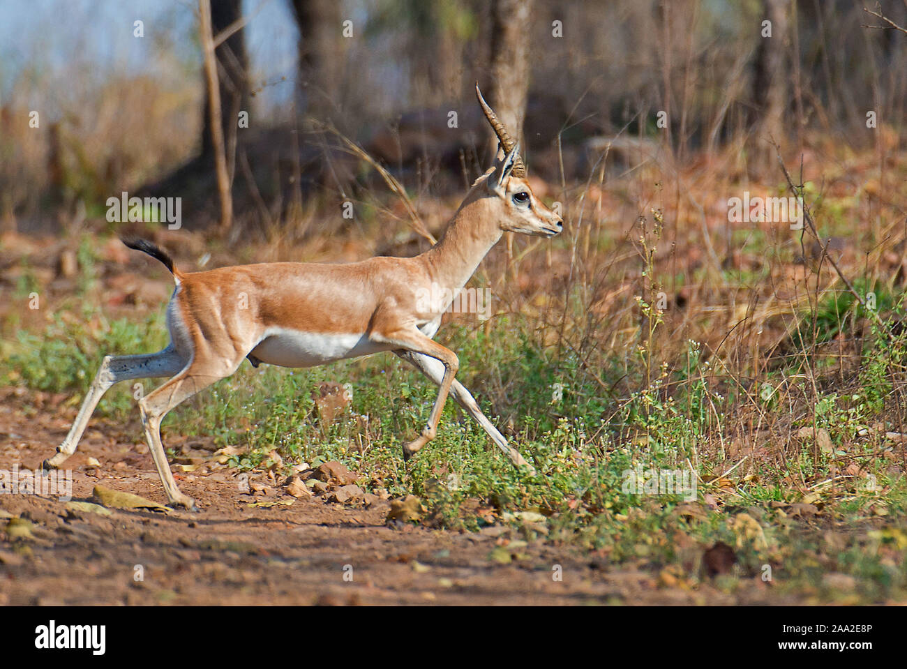 Indische Gazella (Gazella Bennettii) in Panna Nationalpark, Indien. Stockfoto