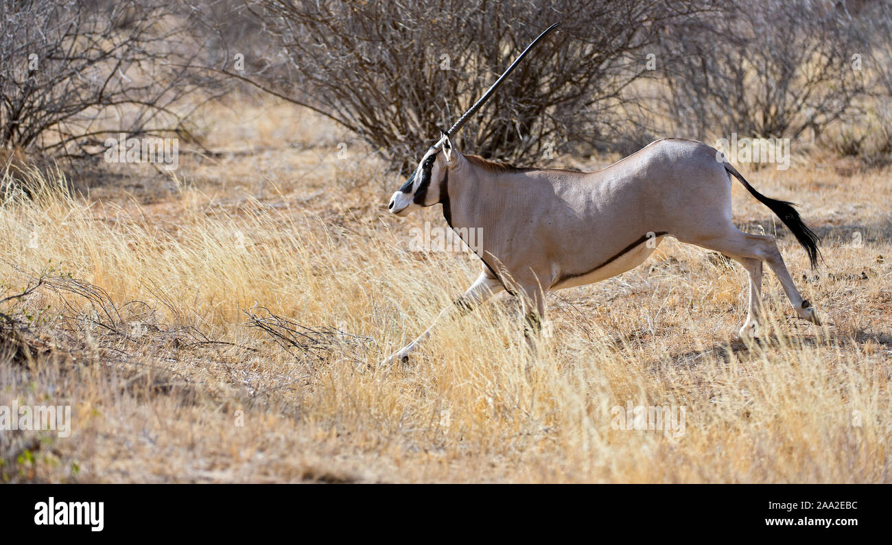 Ostafrikanische Oryx (Oryx beisa) im Samburu National Reserve, Kenia läuft. Stockfoto