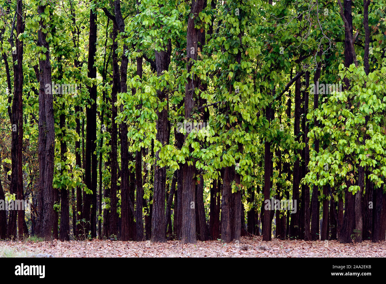 Dens Wald von Sal (Shorea Robusta) in Kanha National Park, Indien. Stockfoto