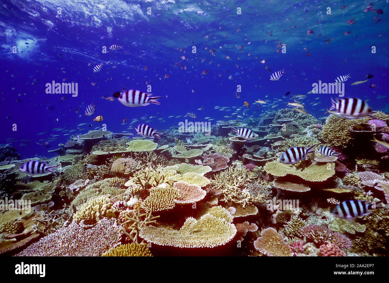 Atemberaubende Wachstum von Korallen im "Fish Market", Ribbon Reefs in den nördlichen Great Barrier Reef Komplex. Stockfoto