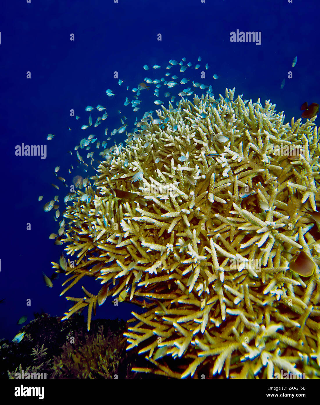 Doktoren Damselfishes (blaue Chromis Chromis SP.) sammeln um eine verzweigte Koralle (Acropora sp.). Stockfoto