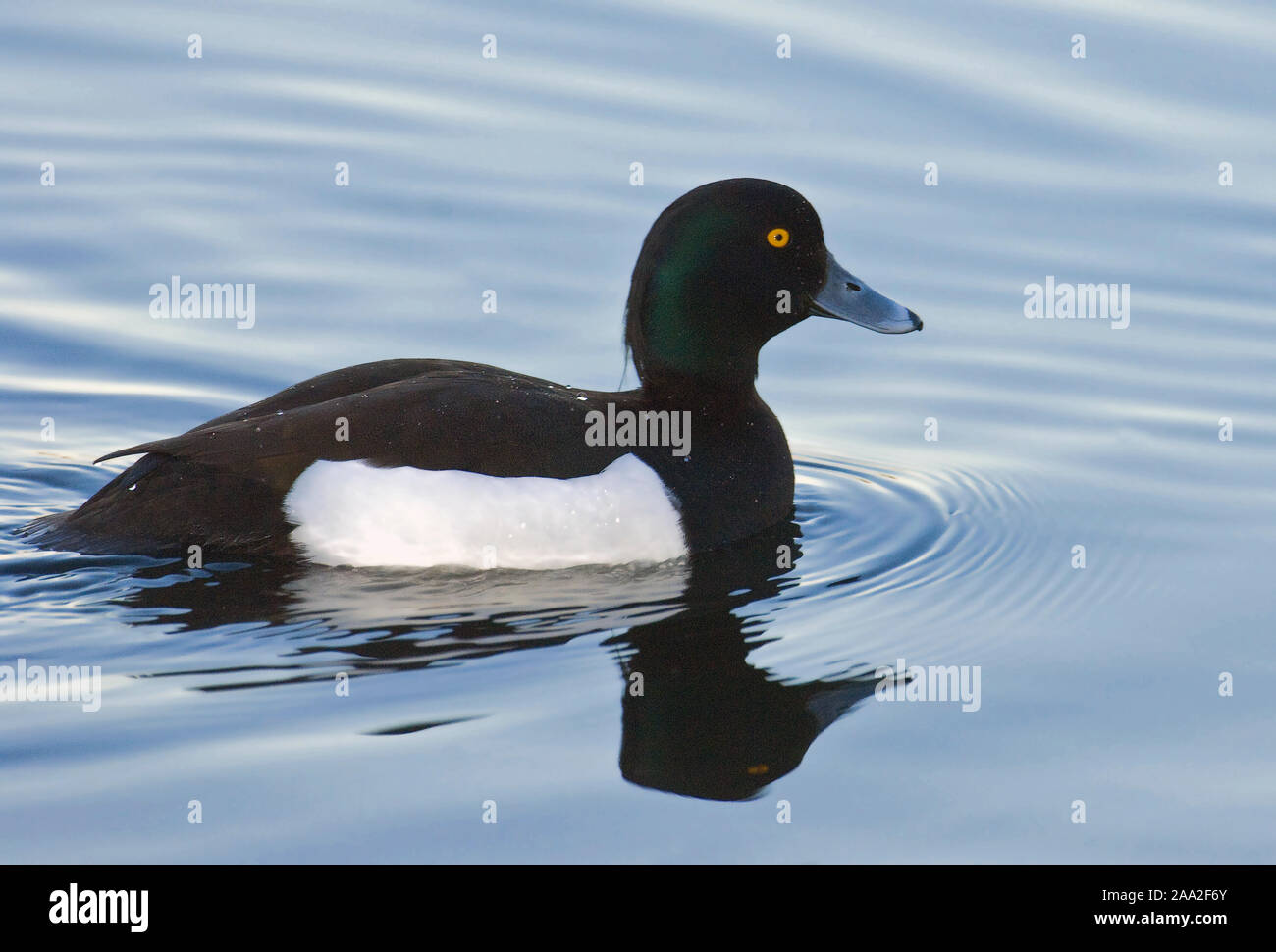 Reiherenten (Aythya Fuligula), Männchen Stockfoto