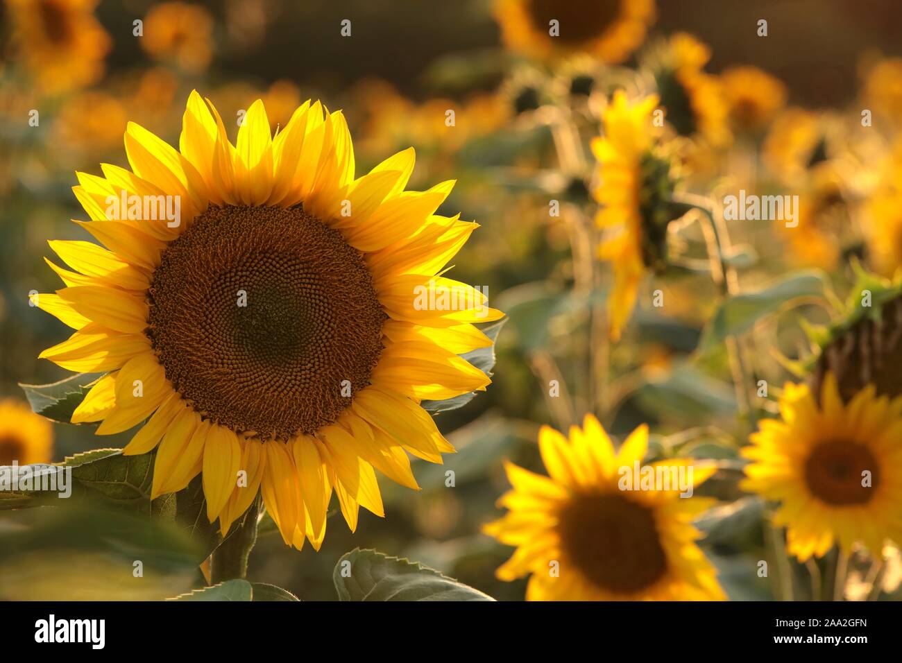 Sonnenblume - Helianthus annuus im Feld in der Abenddämmerung. Stockfoto