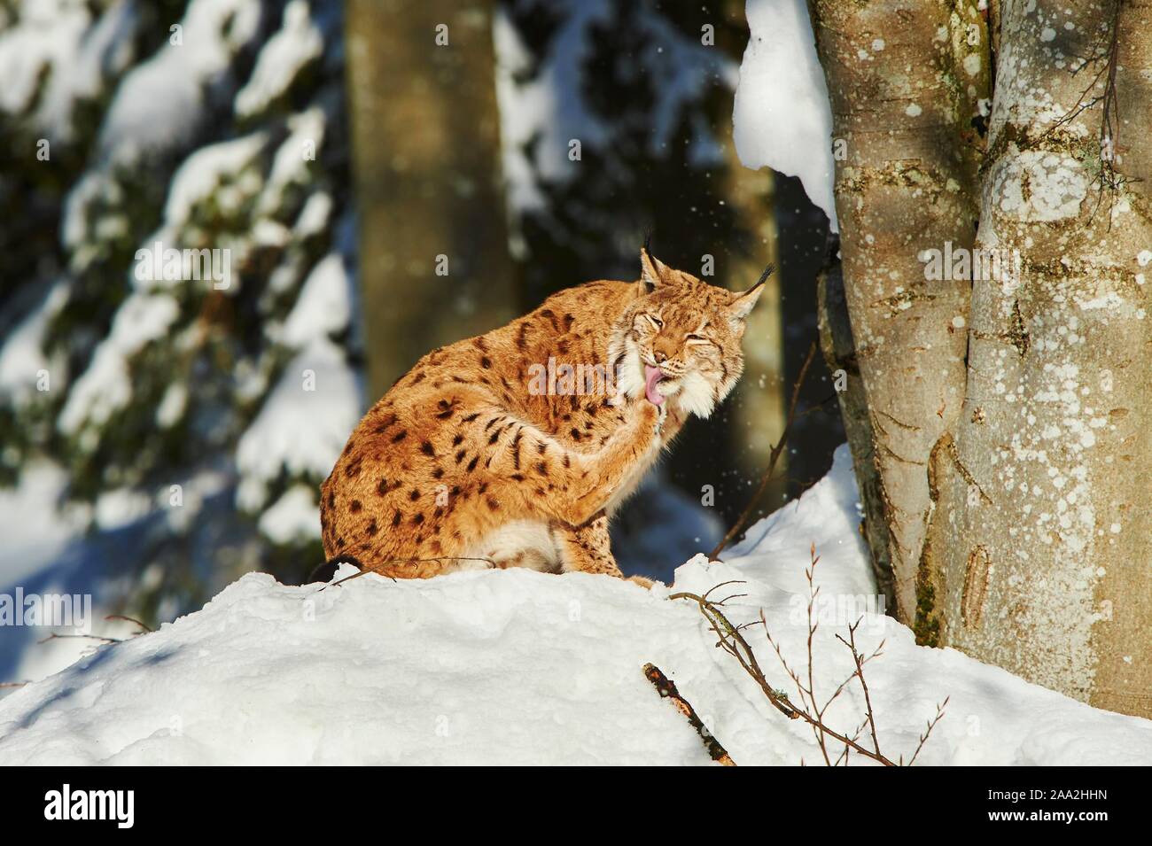 Eurasischen Luchs (Lynx lynx) im Winter, Captive, Nationalpark Bayerischer Wald, Bayern, Deutschland, Europa Stockfoto