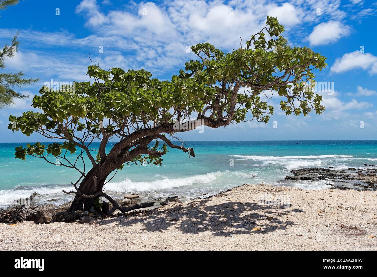 Schiefer Baum am Strand, Rangiroa, Tuamotu Archipel, Französisch Polynesien Stockfoto