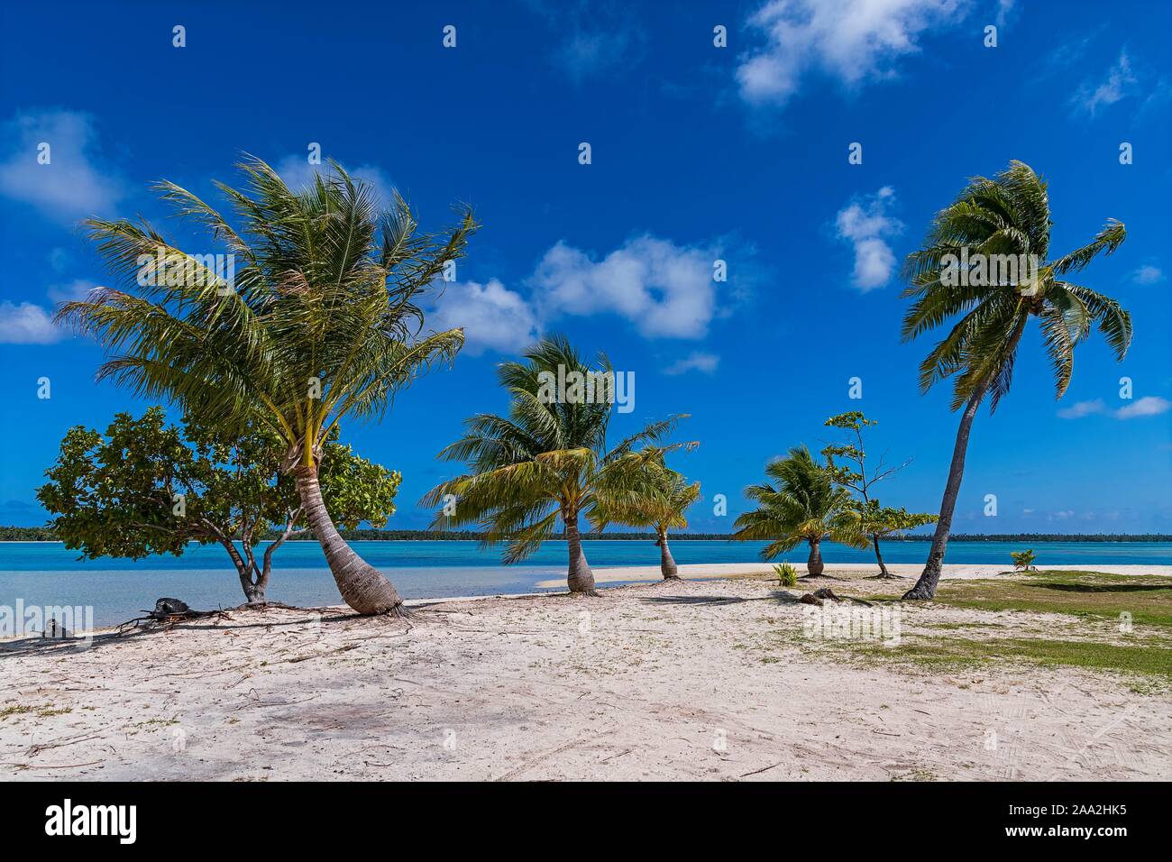 Palmen am einsamen Strand, Maupiti, Gesellschaft Islands, Französisch-Polynesien Stockfoto