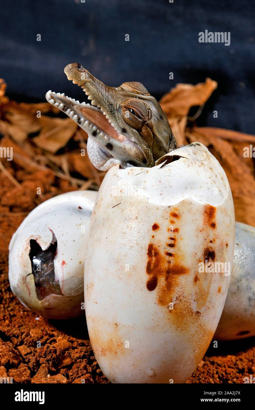 West African schlank-snouted Krokodil (Mecistops Cataphractus) Schlüpfen aus dem Ei, Captive, West Afrika Stockfoto