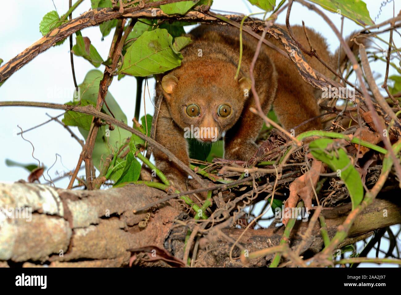 Bosman Der potto (Perodicticus potto), Klettern in einem Baum, Togo Stockfoto