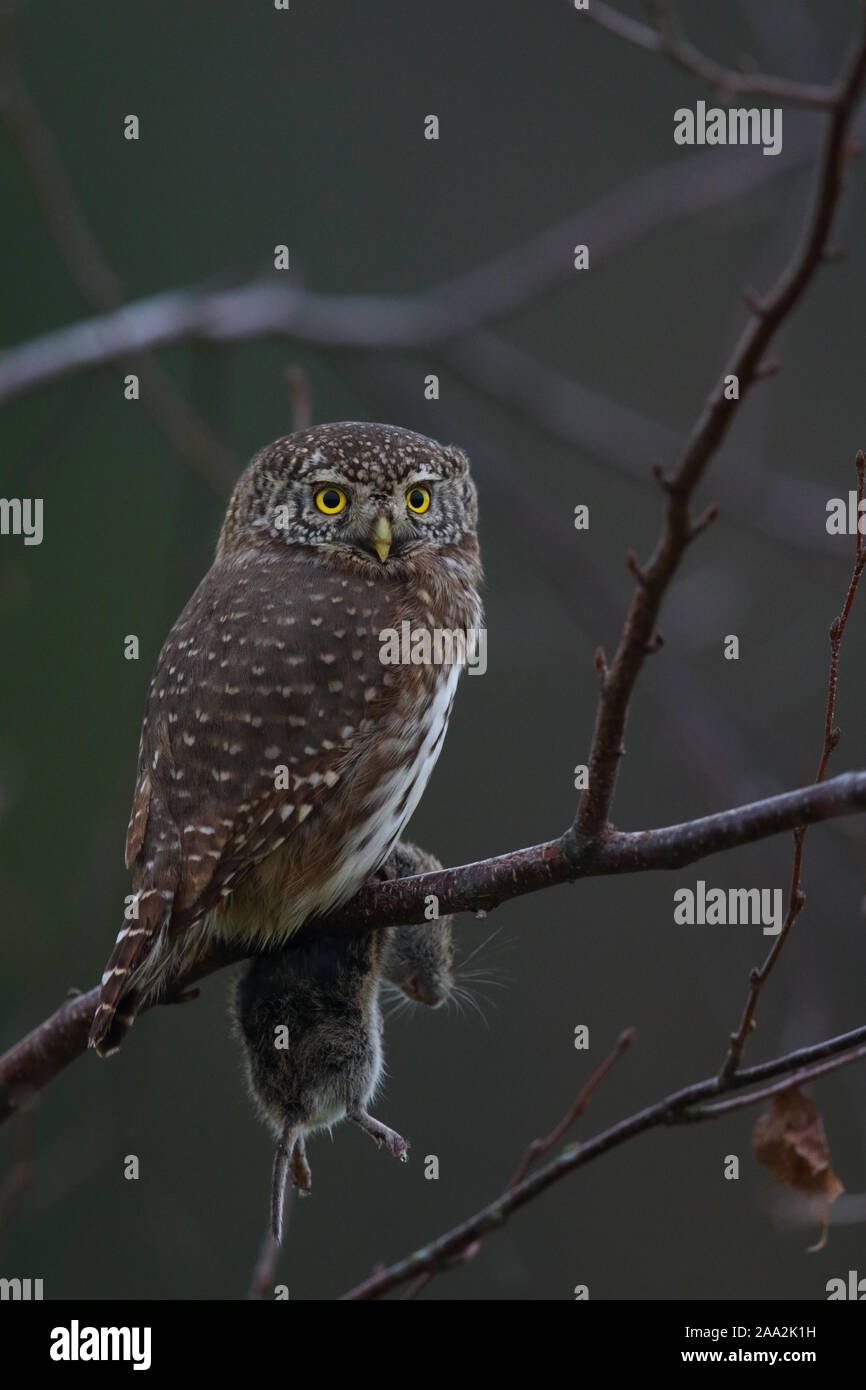 Eurasische Zwergkauz (Glaucidium passerinum) mit einer Maulwurm Stockfoto