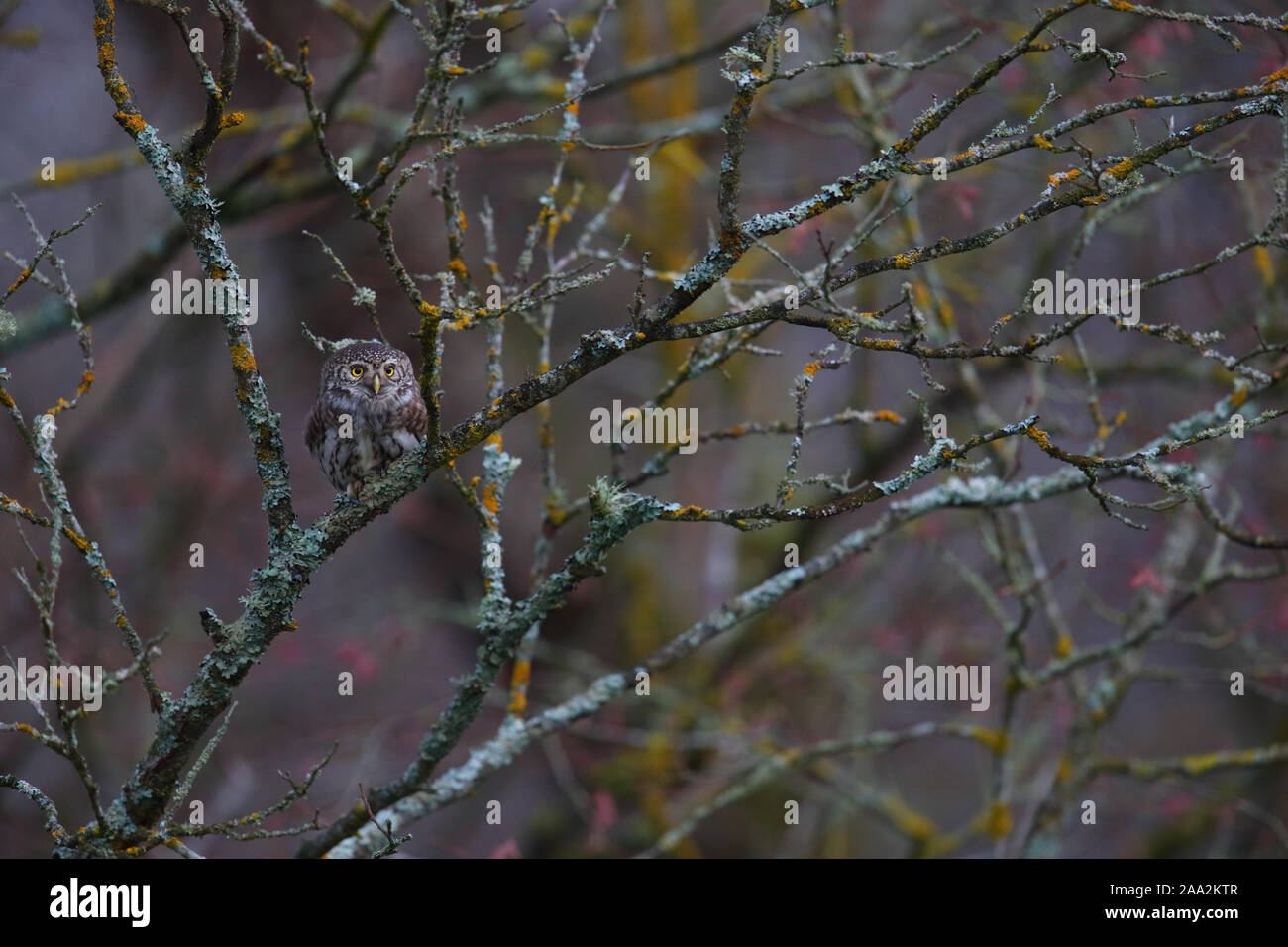 Eurasische Sperlingskauz (Glaucidium Passerinum) Stockfoto