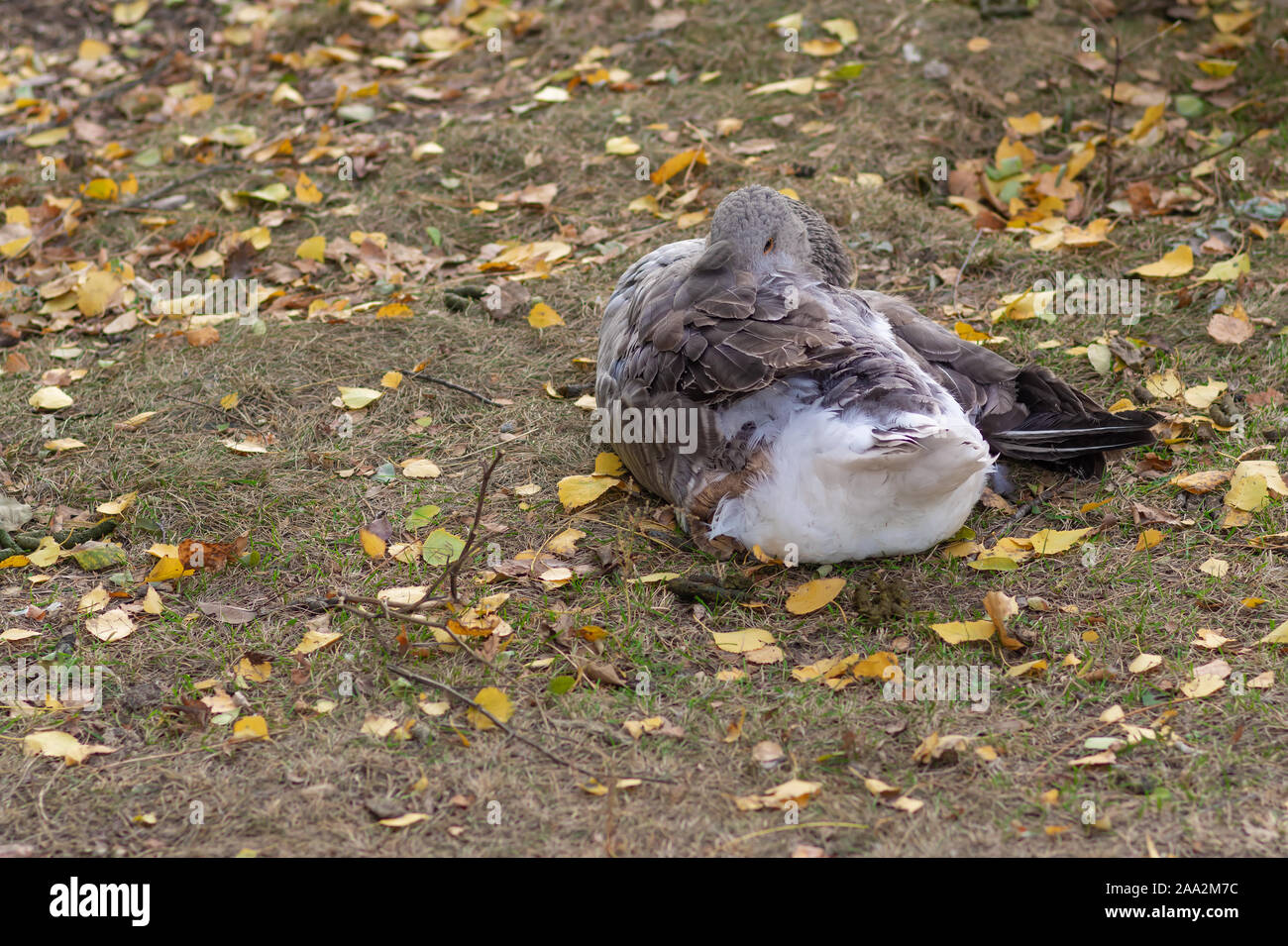 Große, graue Hausgans versteckt seinen Kopf ins Gefieder während der Verlegung auf herbstlichen Boden und wartet auf die nächsten Tage verringern Stockfoto