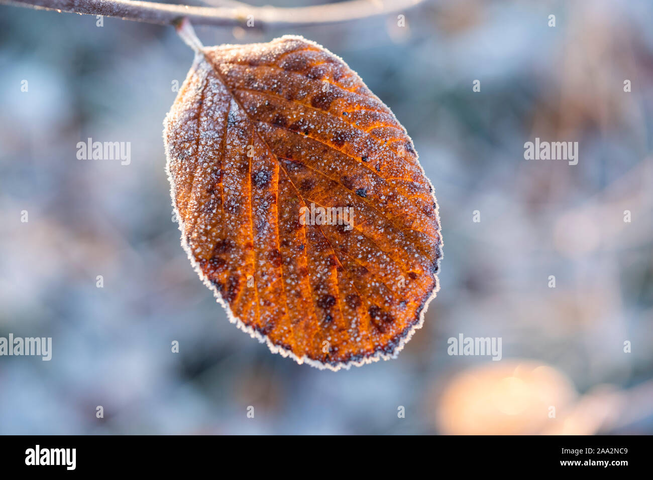 Willingham, Cambridgeshire UK 19. November 2019. Eiskristalle, die Blätter im Herbst in der willingham Gemeinschaft Obstgarten bei Frost die Temperaturen auf minus drei Grad Celsius sank in der Nacht auf einer der kältesten Nächte der Saison bislang in diesem Jahr. Credit: Julian Eales/Alamy leben Nachrichten Stockfoto