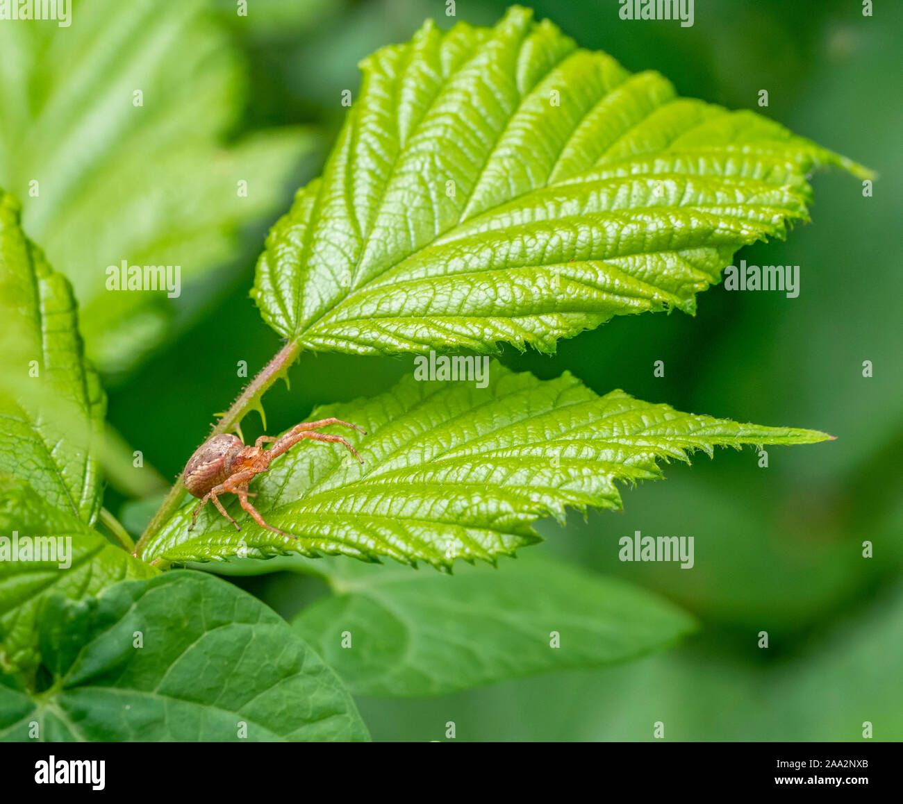 Kleine braune crab Spider auf ein Blatt im grünen Ambiente Stockfoto