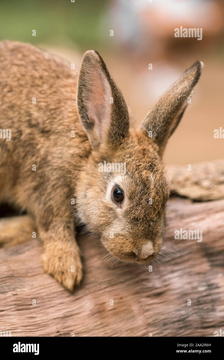 Cute bunny Kaninchen im Porträt Stockfoto
