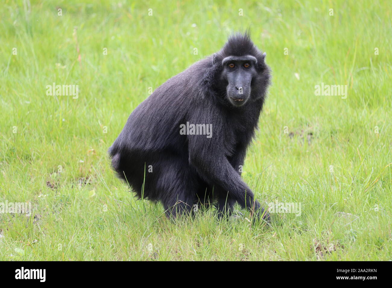 Weibliche Sulawesi Crested Makaken, Jasmin (Macaca nigra) Stockfoto