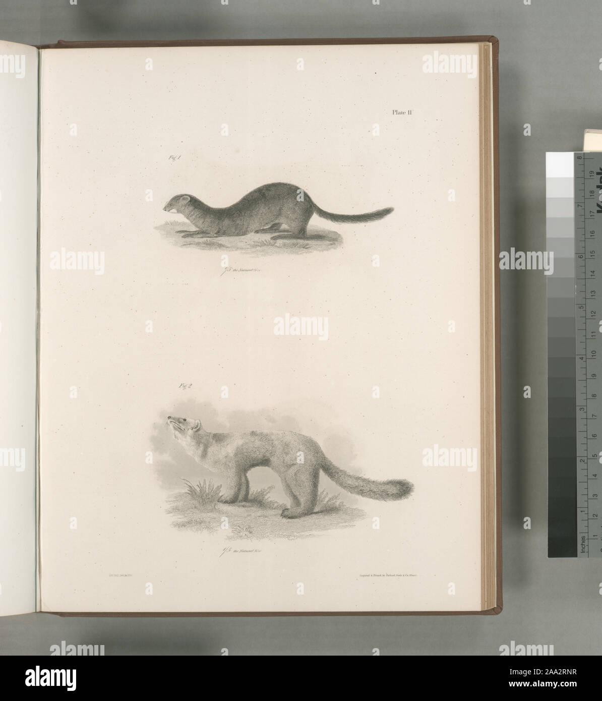 1. Die Mink (Putorius Vision-fitness). 2. Die amerikanische Zobel oder Marder (Mustela martes).; 1. Die Mink (Putorius Vision-fitness). 2. Die amerikanische Zobel oder Marder (Mustela martes). Stockfoto