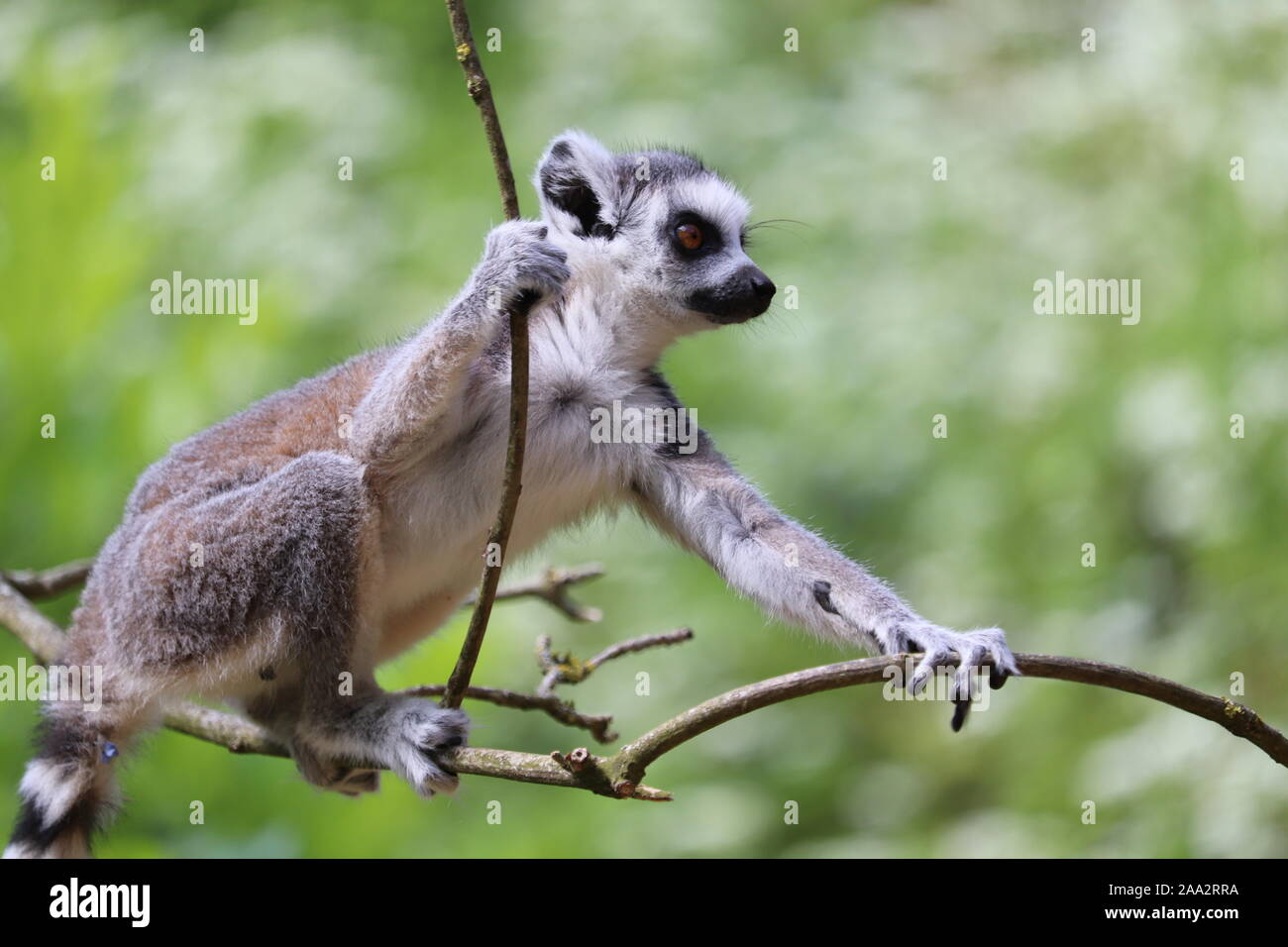 Männliche Ring-Tailed Lemur, Spider (Lemur catta) Stockfoto