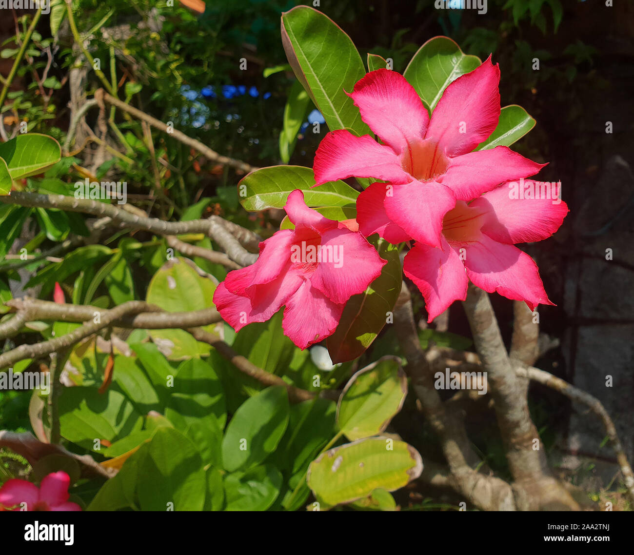 Nahaufnahme des Adeniums obesum Blumen, Bali, Indonesien Stockfoto