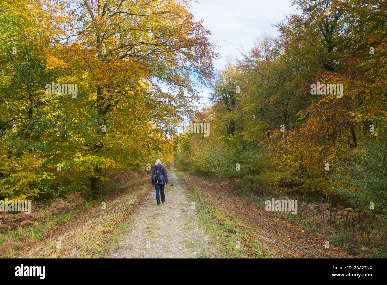 Frau entlang Stane Street, Römerstraße, Eartham Holz, Gemeine Buche Bäume im Herbst Farben, Sussex, UK, South Downs National Park. November Stockfoto