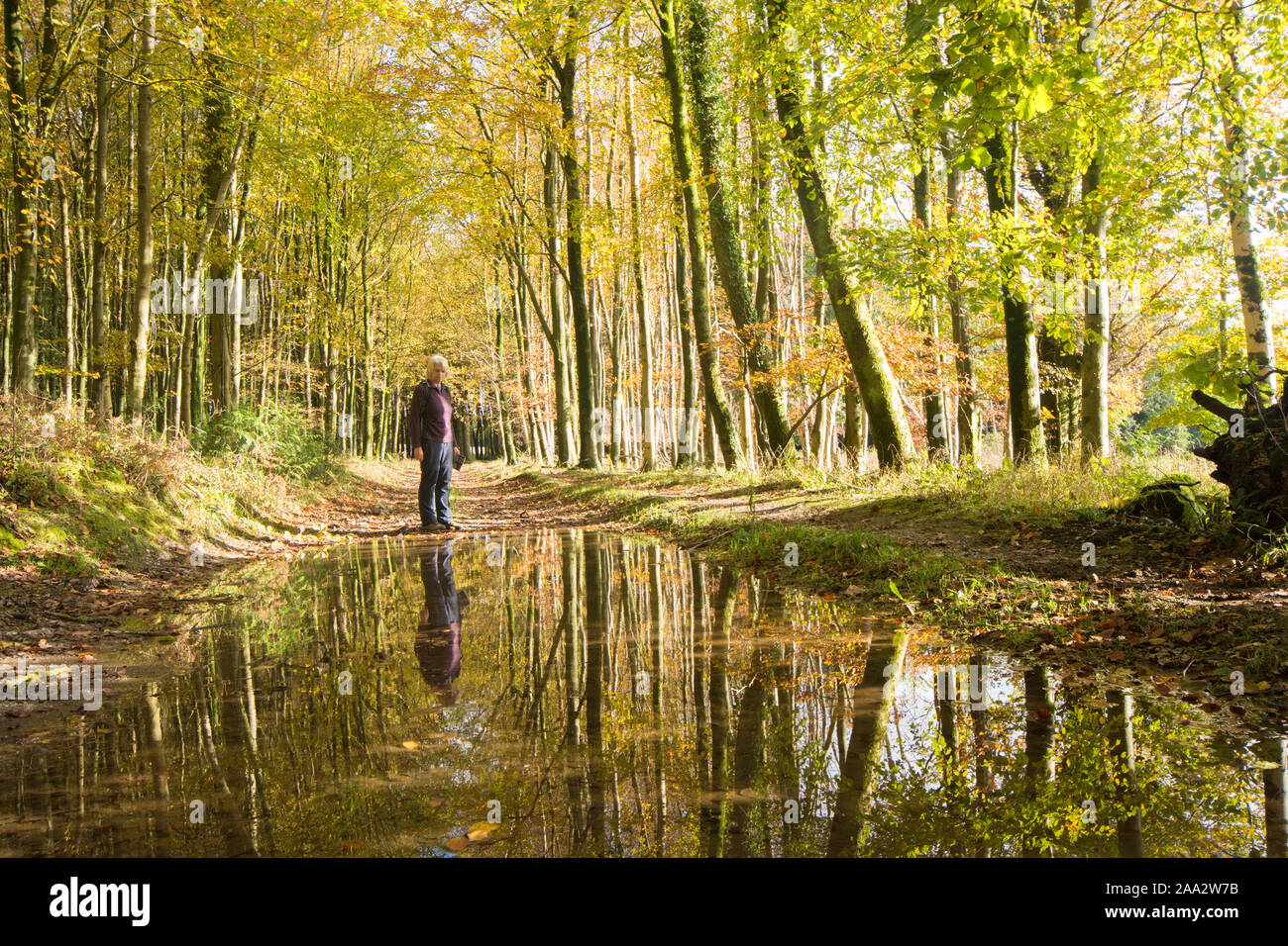 Frau zu Fuß nach Regen, Pfützen und überschwemmte Weg. Reflexionen von ihr und von Bäumen in Pfützen. Eartham Holz, Sussex, UK, November. Stockfoto