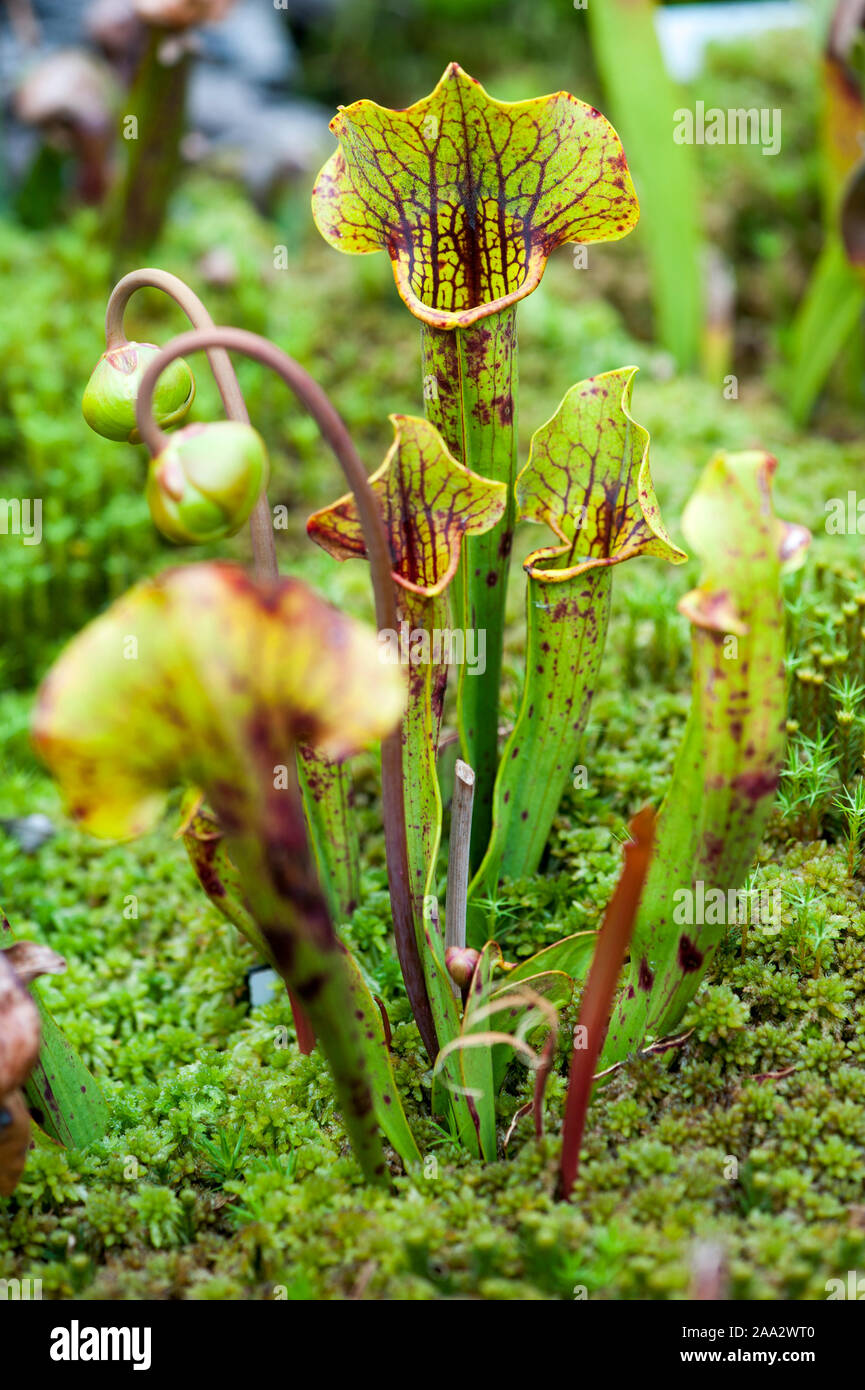 Sarracenia flava, 27.09.05 pitcherplant Schlauchpflanze, gelb Stockfoto