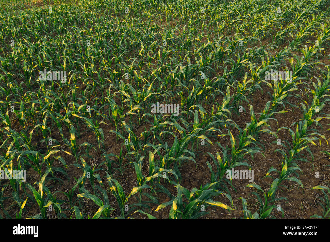 Kultiviert sorghum Feld im Sonnenuntergang, grüne Pflanze, die auf der Plantage Stockfoto
