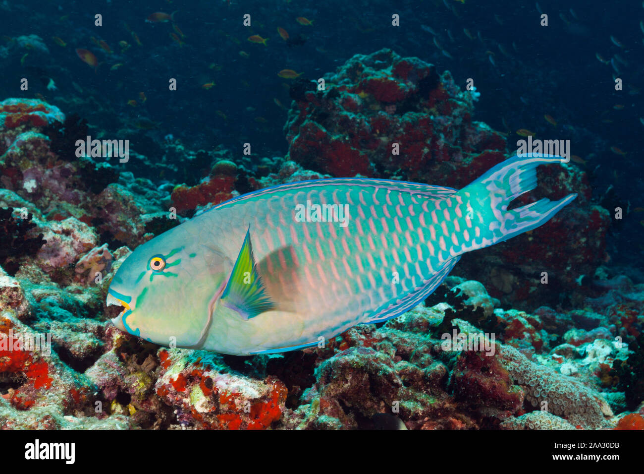 Indische Steephead Papageienfische, Scarus strongylocephalus, Nord Male Atoll, Malediven, Indischer Ozean Stockfoto