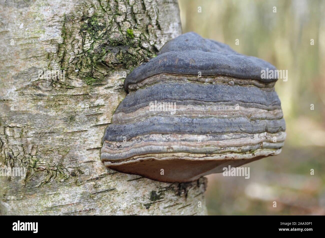 Pilz, Fomes fomentarius Huf Stockfoto