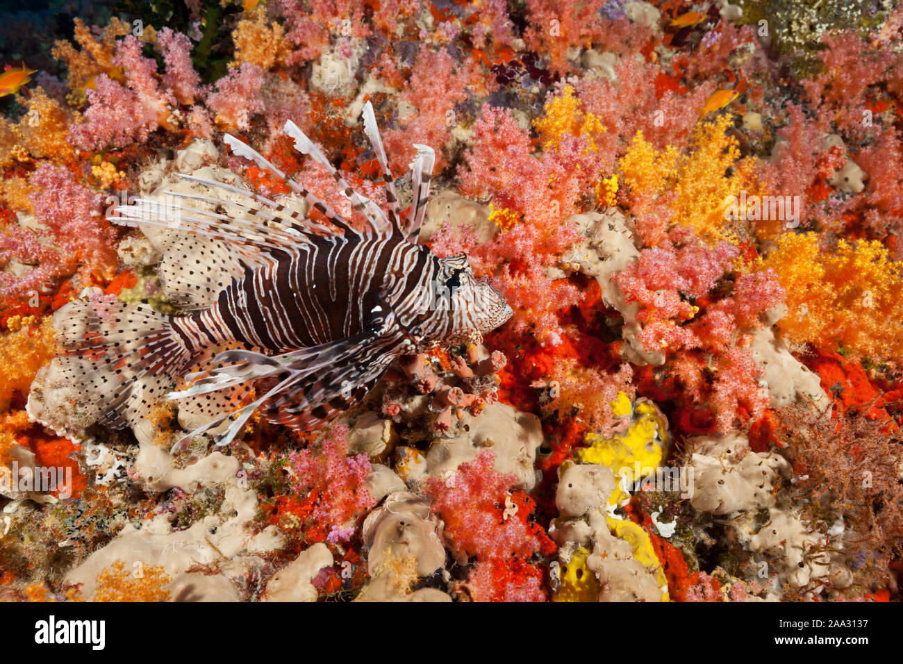 Teufel Firefish, Pterois Miles, Felidhu Atoll, Malediven, Indischer Ozean Stockfoto