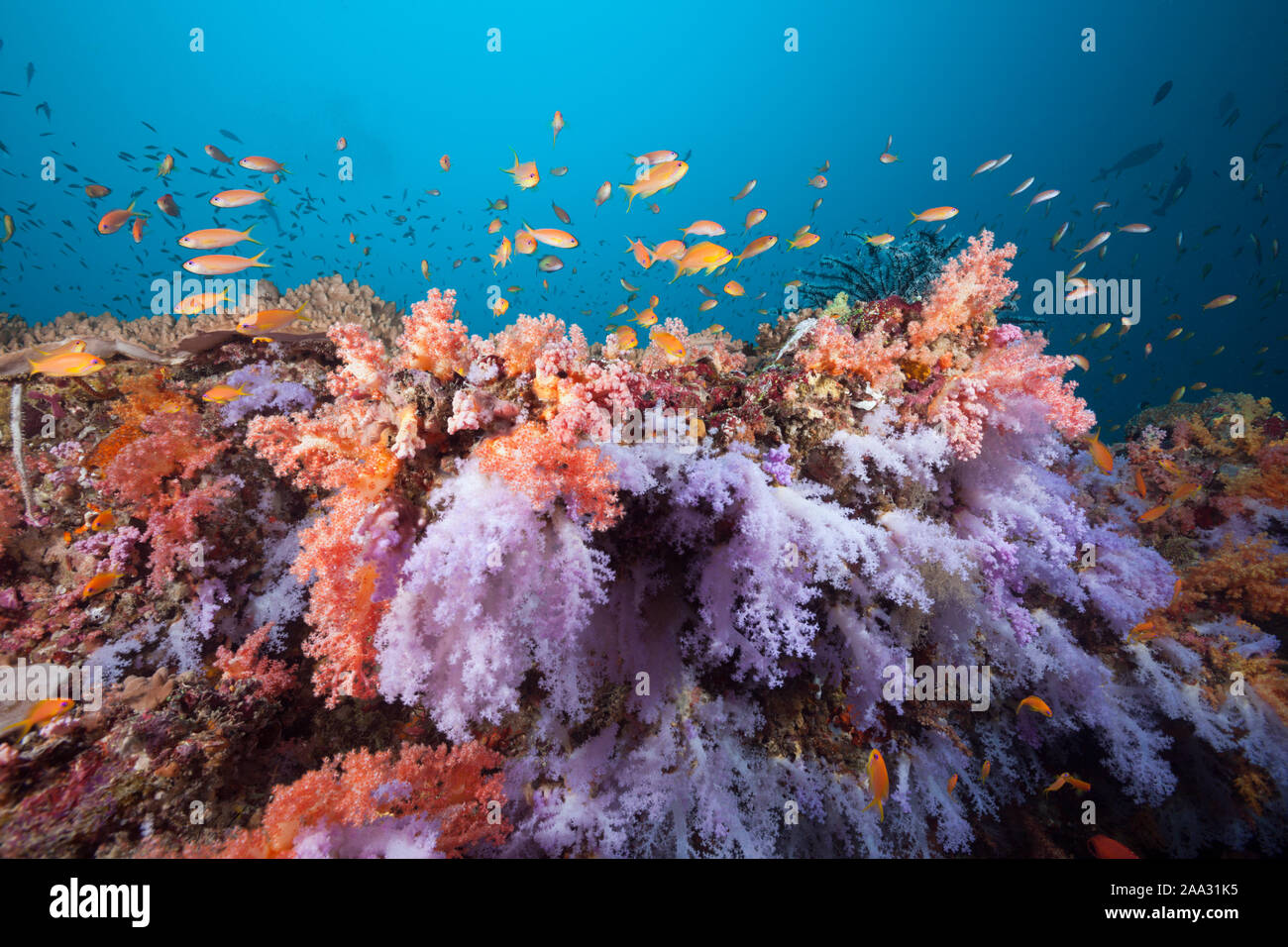 Farbige Coral Reef, Ari Atoll, Malediven, Indischer Ozean Stockfoto